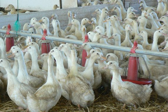 Influenza aviaire: le Cifog veut pouvoir sortir les canards vaccinés au 1er mars 